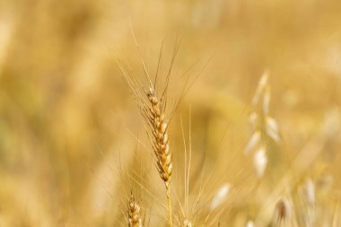 Olgun buğday kulakları. Tarlada buğday dolu kulaklar