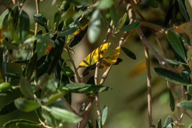 Zeytin ağacında hastalık. Zeytin yaprağı lekesi bilimsel adı Spilocea Oleagina olan bir mantar.