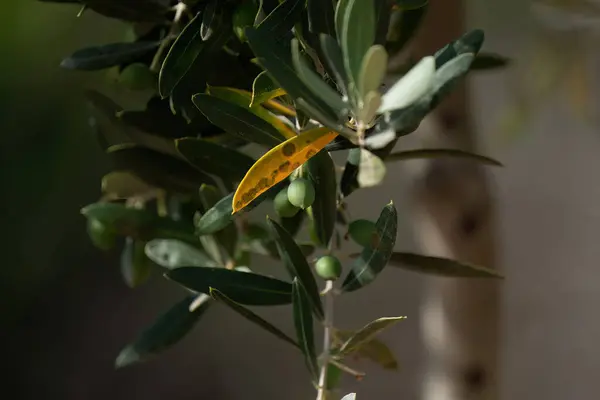 Zeytin ağacında hastalık. Zeytin yaprağı lekesi bilimsel adı Spilocea Oleagina olan bir mantar.