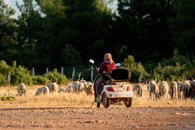 Mobilised woman shepherdess. Shepherdess on motorbike and flock of sheep clipart