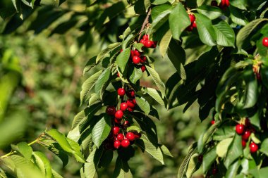 Büyük ve olgun kiraz meyvesi