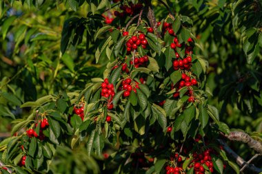 Büyük ve olgun kiraz meyvesi