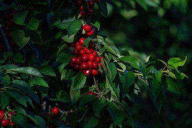 Büyük ve olgun kiraz meyvesi