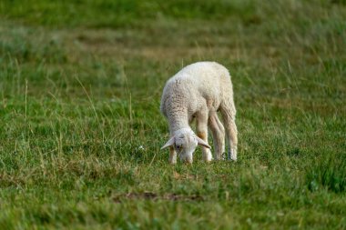 Otlakta kuzu otluyor. Türkiye 'de beyaz kuzu