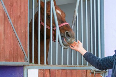 Ahırda bir atı seven bir insan eli. Hayvan sevgisi