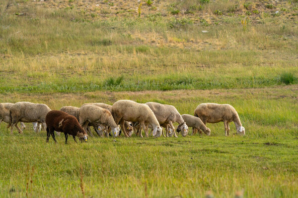 Flock of sheep grazing at sunset in Turkey