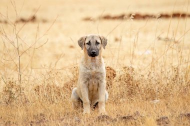 Türkiye sokaklarında başıboş gezen sokak köpeği