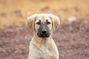 Türkiye sokaklarında başıboş gezen sokak köpeği