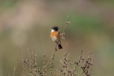 Gün batımında dinlenen bir taş parçası. Tünemiş taş şapka.