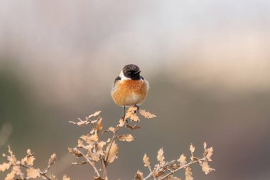 A stonechat resting in the sunset light. Perched stonechat clipart