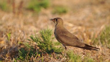 Türkiye 'de Yakalı Pratincole Kuşu