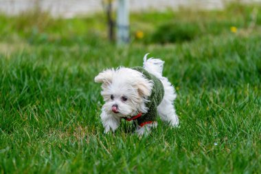Beyaz köpek çimenlerde oynuyor. Malta Teriyeri