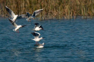 Sarı bacaklı martılar denizin üzerinde avlanıyor..