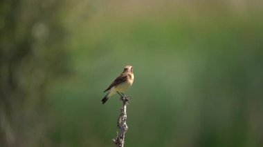 Kara Kulaklı Wheatear çalıların üzerinde şarkı söylüyor. Ötücü kuş