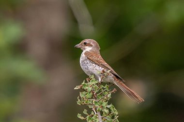 Red - Backed Shrike perched on a bush clipart