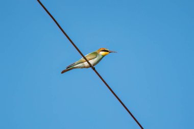 Arı yiyici elektrik teline tünemiş.