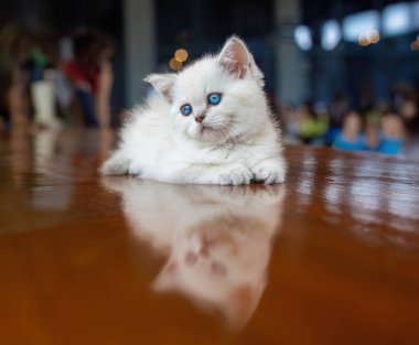 A white kitten with blue eyes on the table clipart