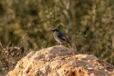 Siyah Kırmızılı kuş bir taşın üzerine tünedi.