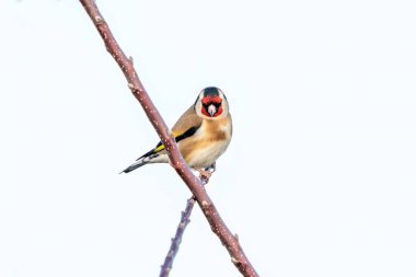 Goldfinch bird perched on a branch clipart