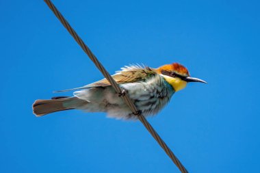 Arı yiyici elektrik teline tünemiş.