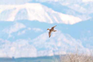 Karlı dağların arka planında dev ördekler uçuşuyor.