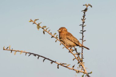 Serçe taştan bir dala tünedi.