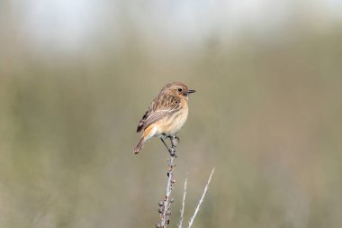 Avrupa Taş Şapkası (Saxicola rubicola))