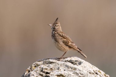 Kayadaki Erkek Tepe Tarlası. Boşluğu kopyala.