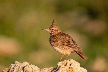 Kayadaki Erkek Tepe Tarlası. Boşluğu kopyala.