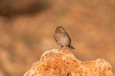 Serçe taştan bir dala tünedi.