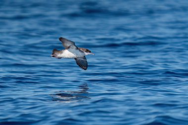 Dalgalı mavi bir denizde arka planda dalan bir yelkovan. Türkiye