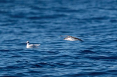 Dalgalı mavi bir denizde arka planda dalan bir yelkovan. Türkiye