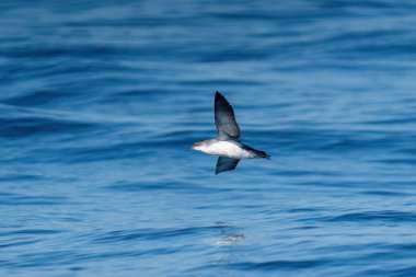 Dalgalı mavi bir denizde arka planda dalan bir yelkovan. Türkiye