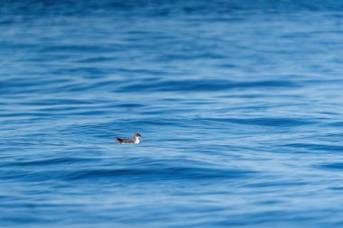 Dalgalı mavi bir denizde arka planda dalan bir yelkovan. Türkiye