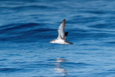 Dalgalı mavi bir denizde arka planda dalan bir yelkovan. Türkiye