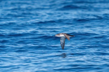 Dalgalı mavi bir denizde arka planda dalan bir yelkovan. Türkiye