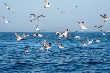 Mavi bir denizde kanat çırpan bir martı sürüsü.
