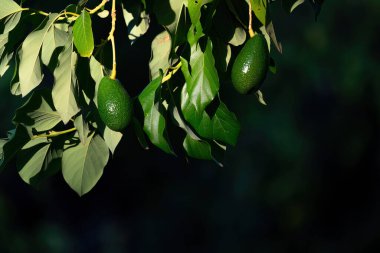 Ağaçtaki dalda yetişmiş bir avokado.