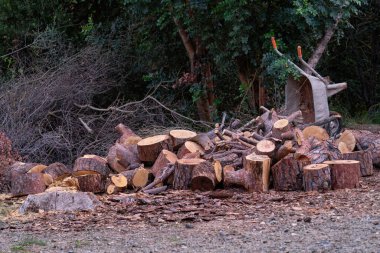 Kış hazırlıkları için odun kes. Ağaç kesiyorum.