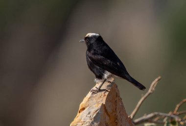 Beyaz taçlı kuyruklu kuş bekliyor.