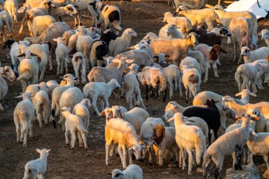 Koyunlar ve kuzular çiftlikte birleşir.