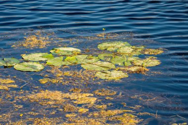 Türkiye 'de göl yüzeyinde nilüfer yaprakları