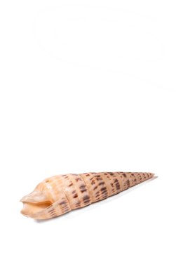 beyaz arkaplan üzerindeki kabuk izole