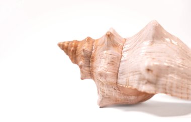 Beyaz arkaplanda deniz kabuğu.