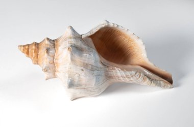 Beyaz arka planda bir Kral deniz kabuğunun yakın plan görüntüsü