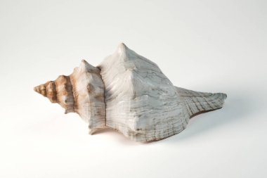 Beyaz arka planda bir Kral deniz kabuğunun yakın plan görüntüsü