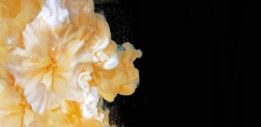 Bir zambak çiçeği ve suda renkli akrilik mürekkep bulutu. Rüya gibi sualtı renk patlaması panorama pankartı siyah arkaplanda izole edildi