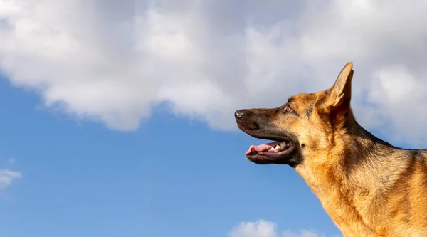 Güneşli Bir Günde Güzel Gökyüzüne Bakan Bir Alman Çoban Köpeğinin — Stok fotoğraf