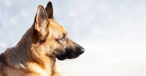 Bir Alman Çoban Köpeğinin Profil Portresi Bir Panorama Afişinde Yumuşak — Stok fotoğraf