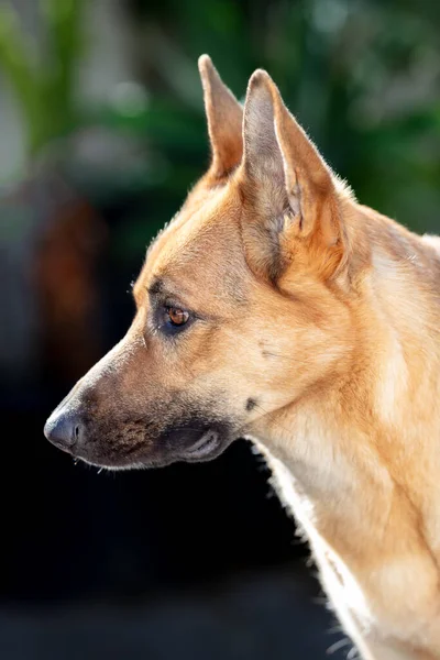 Alman Çoban Köpeği Nin Kafasının Koyu Yeşil Arka Plana Yakın — Stok fotoğraf